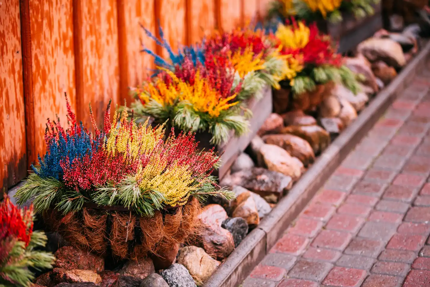 Decorative flower bed design with colorful plants